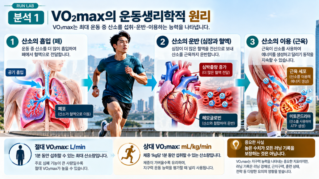 VO₂max의 운동생리학적 원리